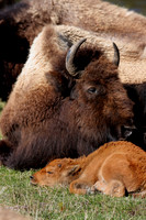 Bison