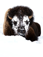 Yellowstone Winter 2017