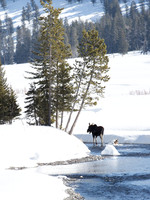 Yellowstone Winter 2018