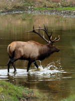 PA. Elk Fall 2010