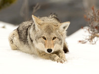 Yellowstone Winter 2015