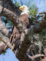 Florida Spring 2018