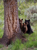 Yellowstone & Tetons Spring 2013
