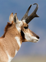 Pronghorn