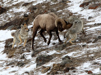 "The Battle" Yellowstone Winter 2014