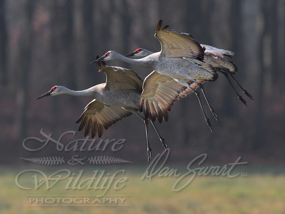 "The landing"