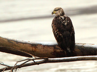 Eagles Alton Il. Dec. 2010