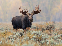 Yellowstone & Tetons Fall 2016