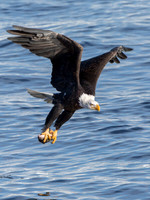 LeClaire, Iowa Eagles Jan. 2015