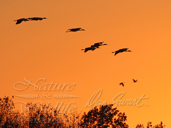 "Evening Silhouette"